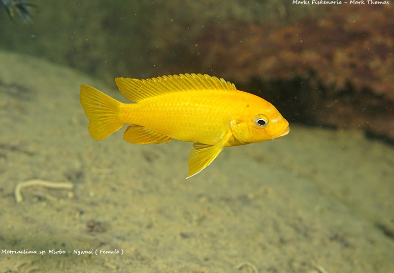 Maylandia sp. 'msobo' Ngwasi